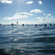 Image for article titled Review: Pentax W60 Waterproof Camera Catching Whale Sharks